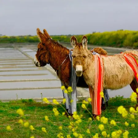 Del Re 10 * לה פלוט