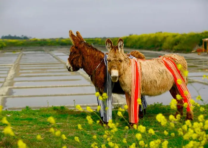 Del Re 10 * La Flotte